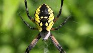 25 Most Common SPIDERS in California! (ID Guide)