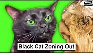 Black Cat Zoning Out Original meme