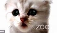 'I'm not a cat': Video shows lawyer can't turn off kitten filter during Zoom court appearance