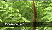 How To Grow Ferns