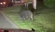 Feral hogs on the loose in NW Houston; Here’s what to do if you see one