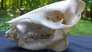 Skull detectives: Understanding Mammal Skulls!