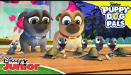 🐢 Sea No Turtle | Puppy Dog Pals | Disney Kids