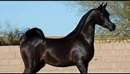 Arabian horse videos compilation | #3 | 💕❤️ 2021. Try not to watch it till the end