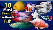 10 Most Beautiful Freshwater Fish for Aquarium