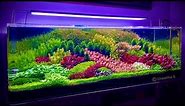 Most Beautiful Fish Tank Aquatic Masterpieces - Top 8 Amazing Aquarium