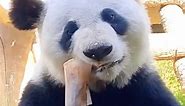 It tastes great#panda #bamboo #fyp #pandaexpress