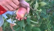 Ida Red Apples at Kimmel Orchard
