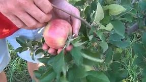 Ida Red Apples at Kimmel Orchard
