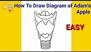 how to draw adams apple diagram | how to draw adams apple step by step | how to draw adams apple