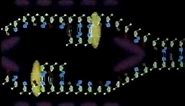 DNA Replication Animation