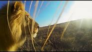 GoPro: Lion Mouth Cam