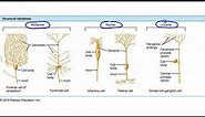 Structural and Functional Classification of Neurons