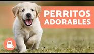 CACHORROS TIERNOS Y BONITOS 🧡 ¡Vídeos de Perros Cachorros!