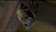 Parental care of a Lesser dog-faced fruit bat