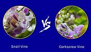 Snail Vine vs Corkscrew Vine: What Are The Differences?