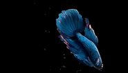 Relaxation Betta Fish Live Wallpaper FREE for PC No Copyrigth