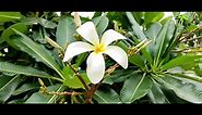Flowers / 11 / Plumeria obtusa / Beautiful flowers / Vanashree