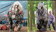 The Strongest Horses In the World. Draft Horses !!!