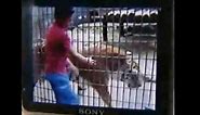 Tiger Attack: Boy Loses Arm At Brazil Zoo | World News | Sky News