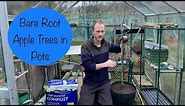 Planting Bare Root Apple Trees in Pots | Fruit Tree Container Garden