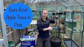 Planting Bare Root Apple Trees in Pots | Fruit Tree Container Garden