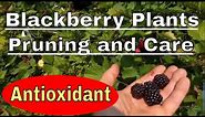 Care of thornless semi-erect blackberry plants