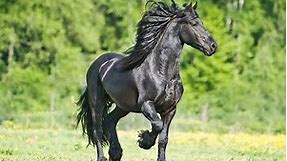 Top 10 Most Popular Horse Breeds In The World