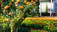 Oranges and lemons - how to make your citrus spectacular