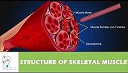 STRUCTURE OF SKELETAL MUSCLE