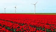 Windmill Park with Tulip Flowers in Spring Windmill Turbines Netherlands Europe