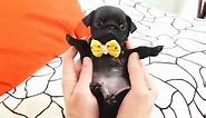 This little pug wearing a bow tie is... - World of Animals