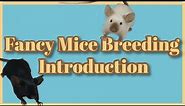 Fancy mice Breeding 1: Introduction