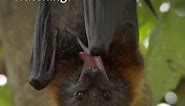 Giant Golden-Crowned Flying Fox || Description and Facts!