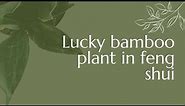 Lucky bamboo plant in feng shui: Find Prosperity and Harmony Your Guide