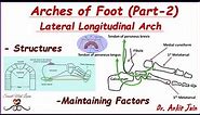 Arches of foot (Part - 2)/ Lateral Longitudinal Arch/ Anatomy - Structures & Maintenance Factors