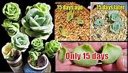 FAST GROWING SUCCULENT Graptoveria Lovely Rose - Plant care and Propagation