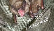 Bat Rescue - Bat Conservation & Rescue of Virginia