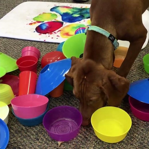 Ready, Set, Sniff 🐶 Puppy's Foraging Challenge Game
