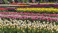 What Color Are Tulips: A Complete List Of Tulip Colors