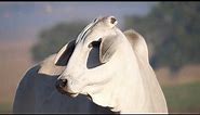 Brahman: The Complete Breed