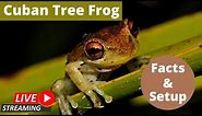 Cuban Tree Frog Facts & Setup