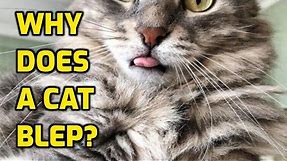 Why Do Cats Sometimes Stick Out Their Tongues?