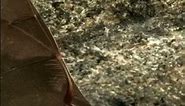 Nature's Camouflage Masterpiece: Leaf-Nosed Bat