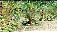 WOW!!! Dwarf Coconut Tree - Amazing Agriculture Technology