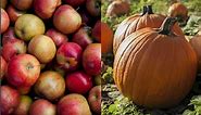 Apples vs. Pumpkins - Which Is Your Favorite for Fall?