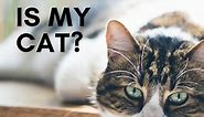 How to Determine Your Cat's Breed: Identify Mixed Breeds and Purebreds