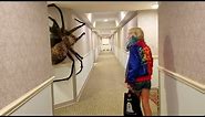 This is The Biggest Spider in The World Caught on Camera