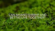 Can Amano Shrimp And Bettas Live Together? - Betta Care Fish Guide