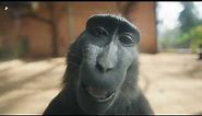 Black Macaque Looking At Camera And Smiling | 4K | Music